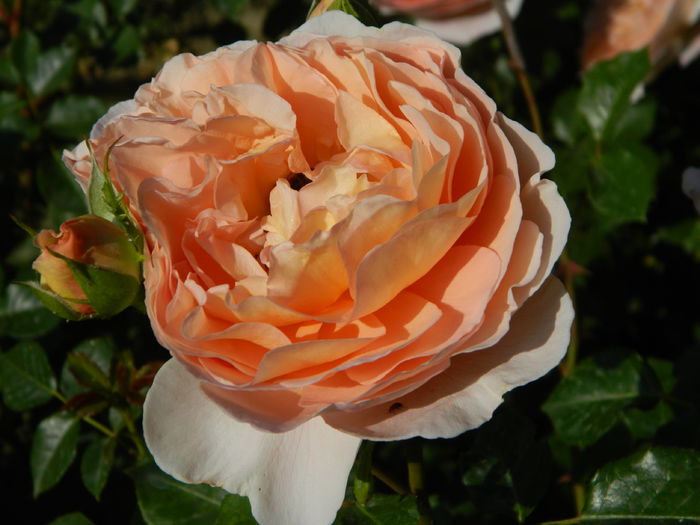 Abraham Darby