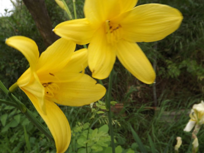 DSCF3886 - Flori amestec