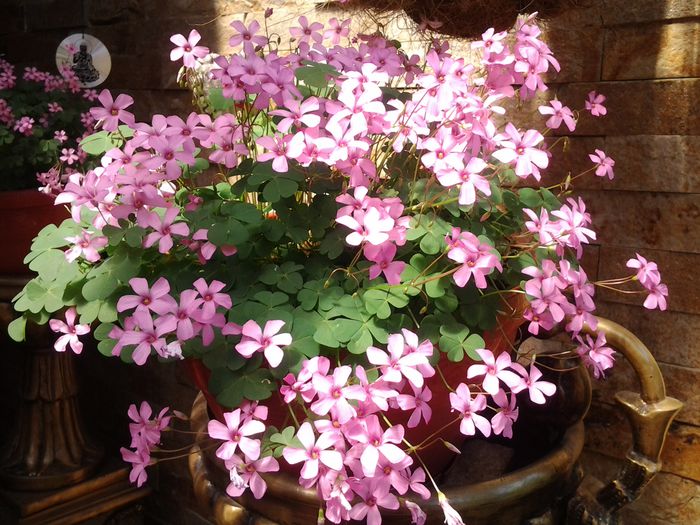 20150526_112452 - mai 2015