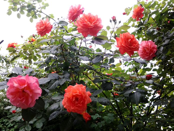 20150515_163533(1) - mai 2015