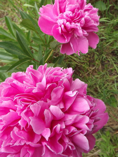 DSCF3845 - Flori amestec