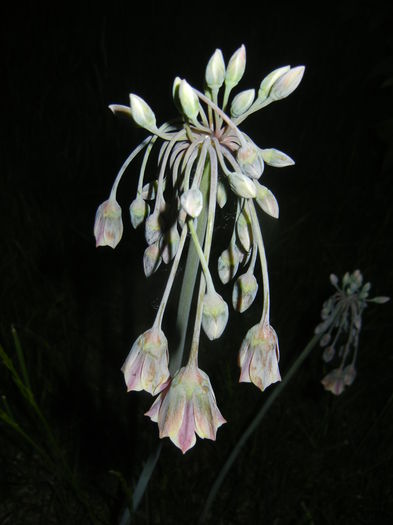 Allium siculum (2015, May 13)