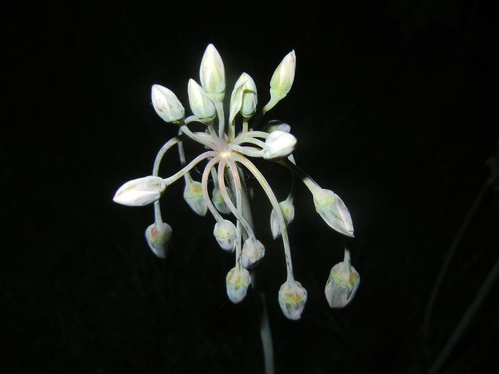 Allium siculum (2015, May 13)