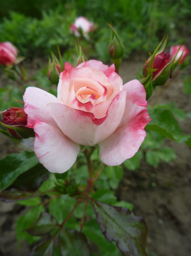 Rosenstat friesing - Colectie trandafiri