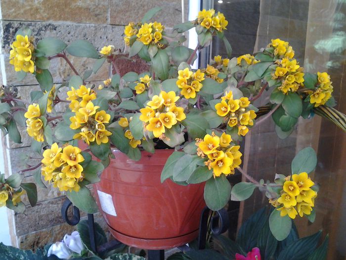 lysimachia congestiflora - mai 2015