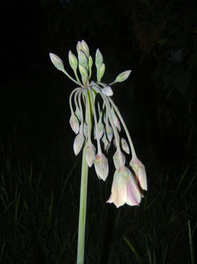 Allium siculum (2015, May 13)