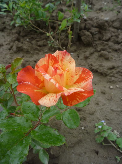 Alfred Sisley - Colectie trandafiri