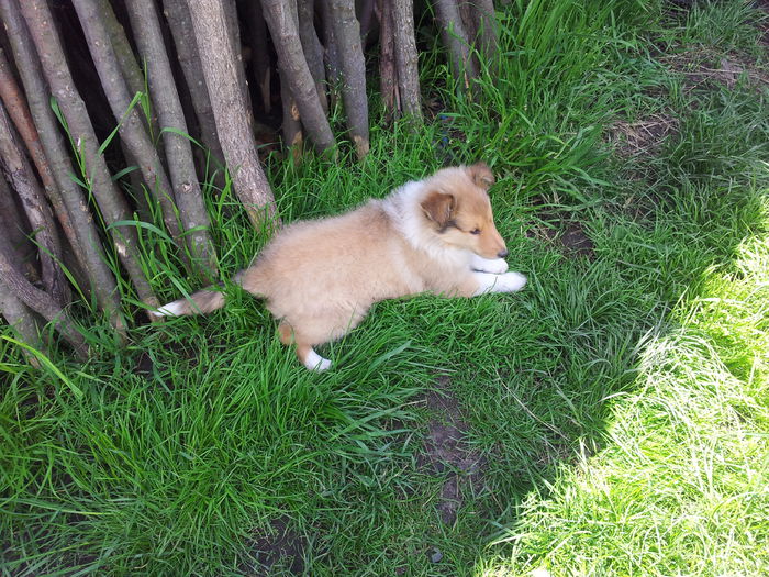 20150518_132357 - PUI DE COLLIE ROUGH