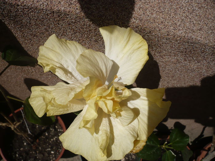 26.05.2015 - HIBISCUSI 2015-1