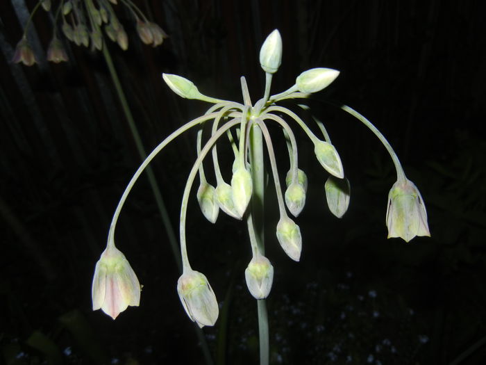 Allium siculum (2015, May 13)