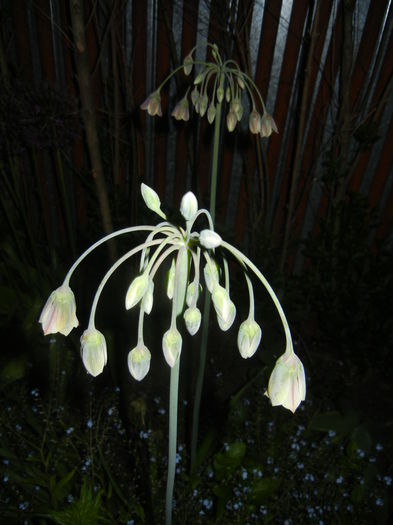 Allium siculum (2015, May 13)