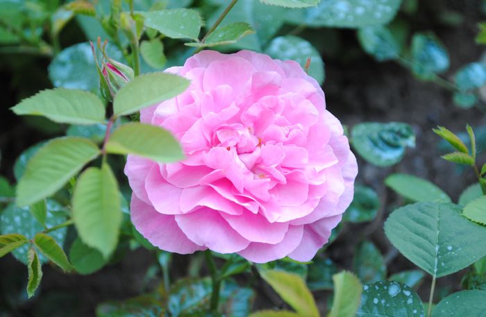 England s Rose,prima floare :)) - 2015 trandafiri - I