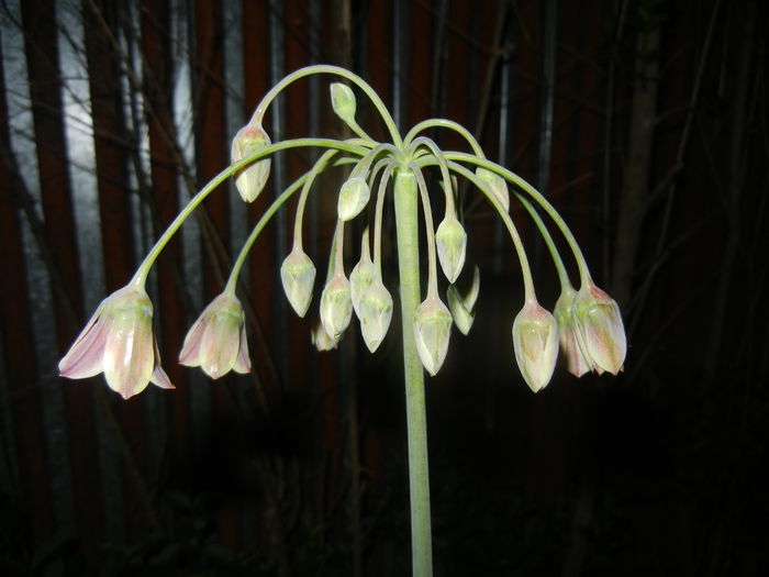 Allium siculum (2015, May 13)