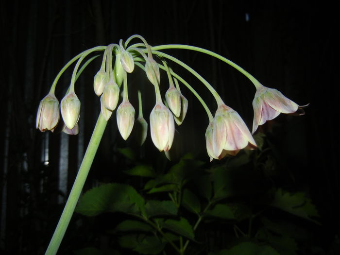 Allium siculum (2015, May 13)
