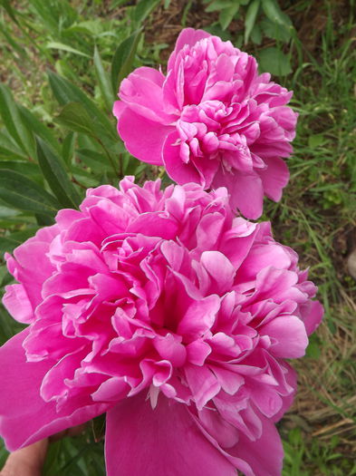 DSCF3846 - Flori amestec