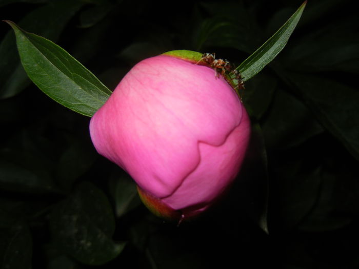 Peony. Bujor (2015, May 13) - BUJORI_Peony Paeonia
