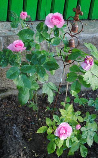 Gertrude Jekyll - 2015 trandafiri - I