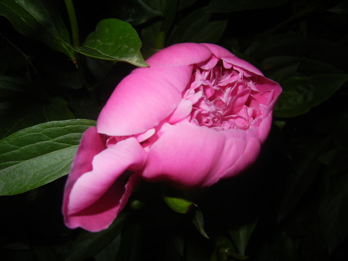 Peony. Bujor (2015, May 13)