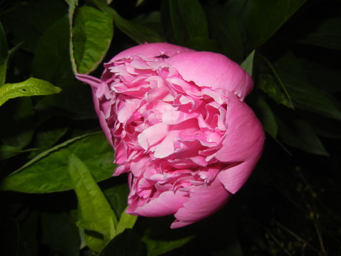 Peony. Bujor (2015, May 15)