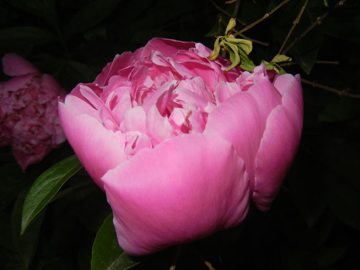 Peony. Bujor (2015, May 15) - BUJORI_Peony Paeonia