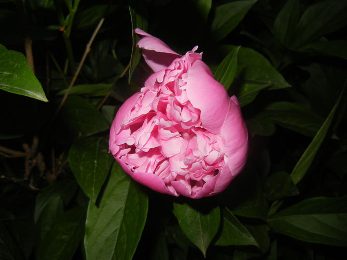 Peony. Bujor (2015, May 15)