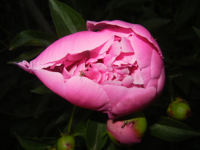 Peony. Bujor (2015, May 15) - BUJORI_Peony Paeonia