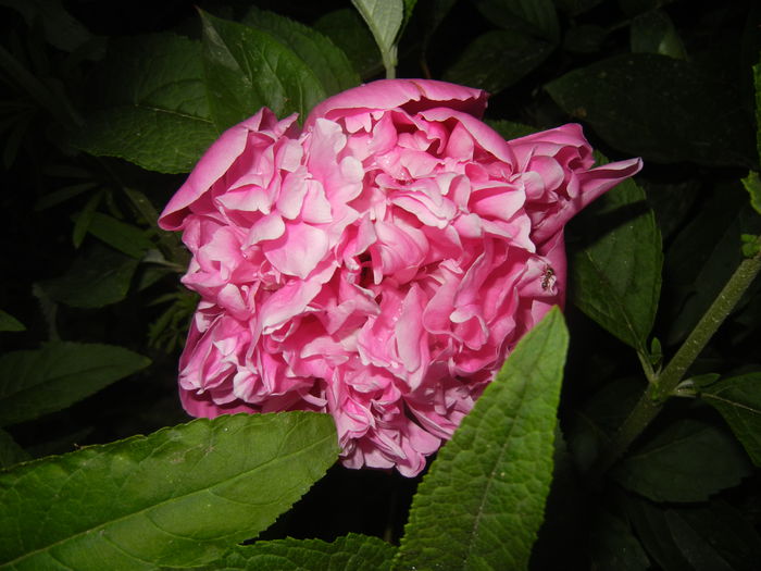 Peony. Bujor (2015, May 15) - BUJORI_Peony Paeonia