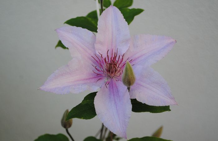 24mai,clematis Marmori, prima floare :)) - 2015 clematite