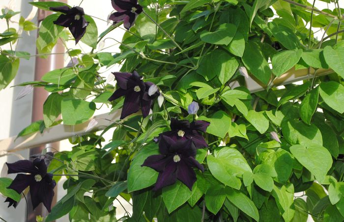 clematis Romantika(anul2) - 2015 clematite