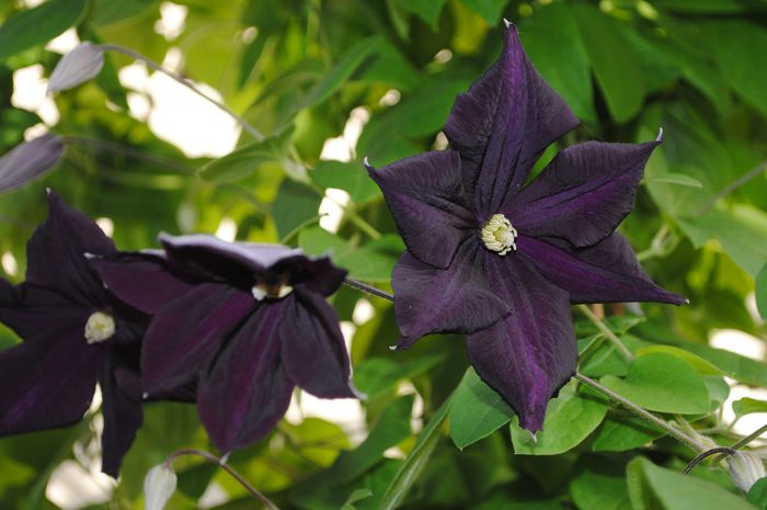 clematis Romantika - 2015 clematite