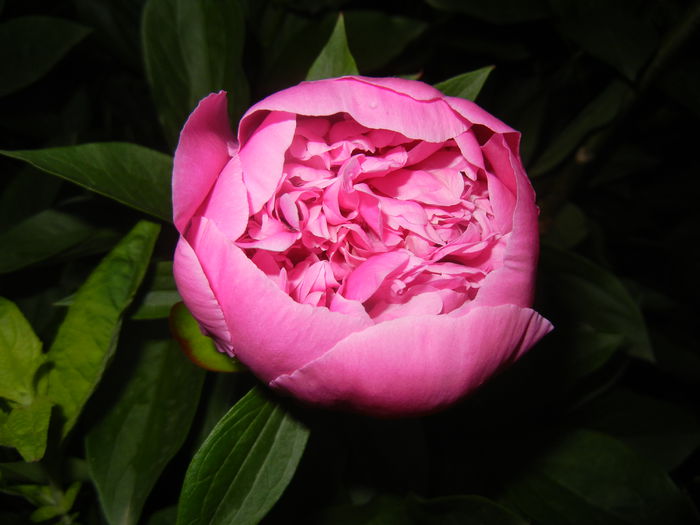 Peony. Bujor (2015, May 15) - BUJORI_Peony Paeonia