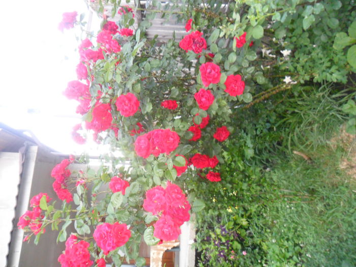 SAM_5362