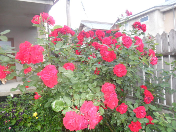 SAM_5366