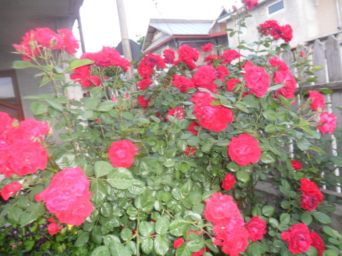 SAM_5367