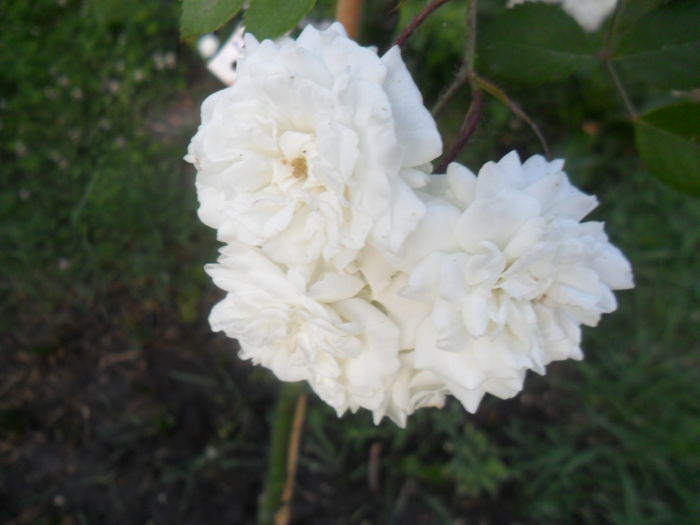 SAM_5368