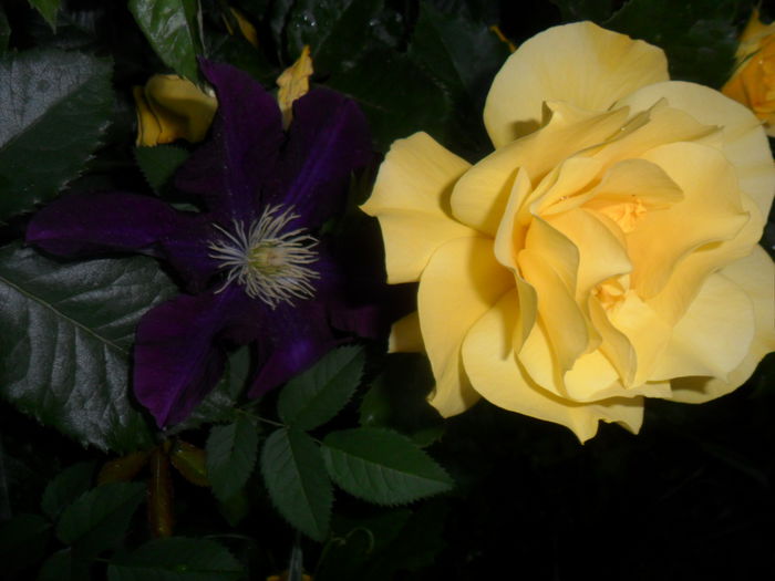 SAM_5372