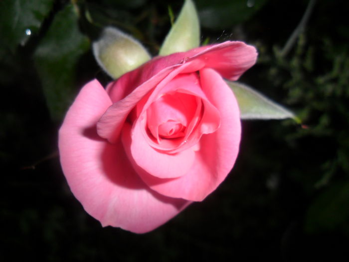 SAM_5373