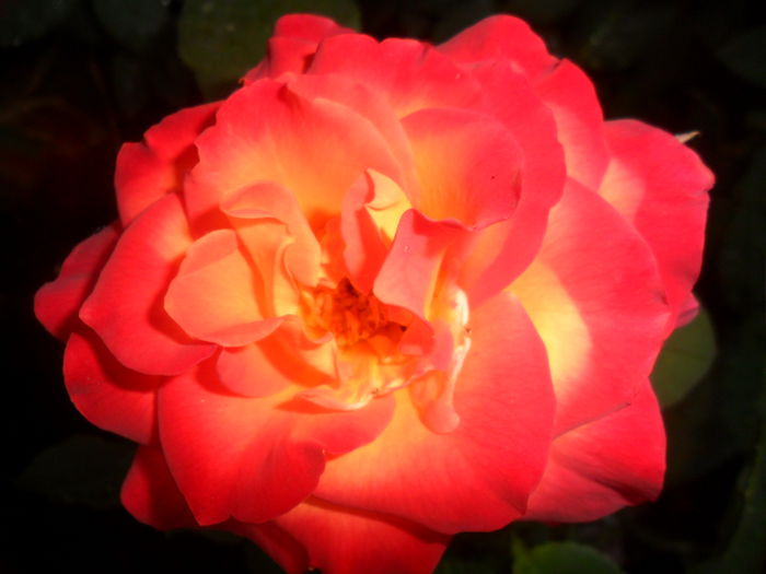 SAM_5376