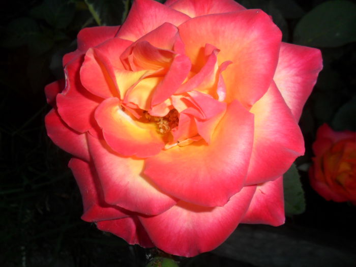 SAM_5377