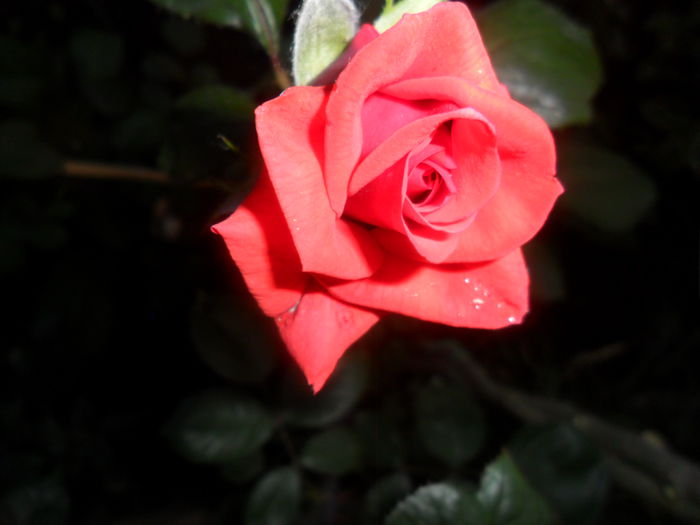 SAM_5379