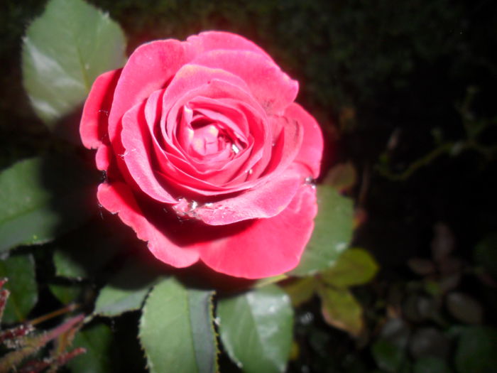 SAM_5381