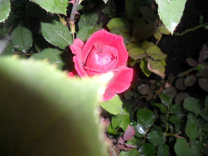 SAM_5382