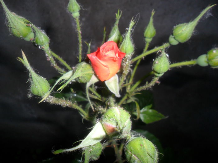 SAM_5385