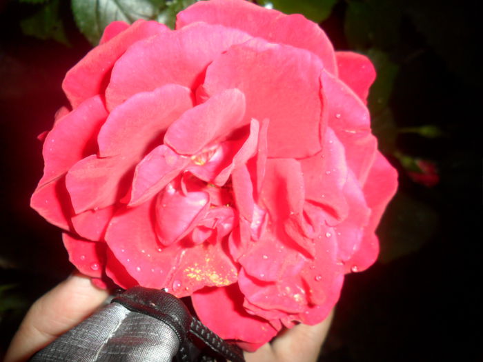 SAM_5387