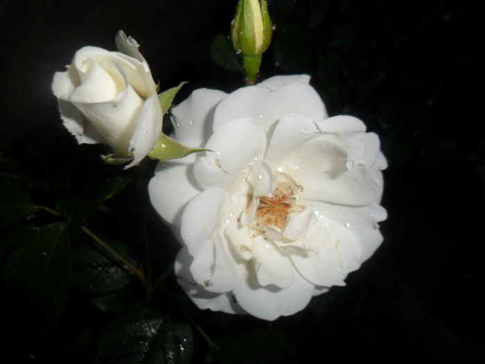 SAM_5390