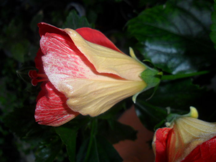 SAM_5319 - hibiscusi 2015-2