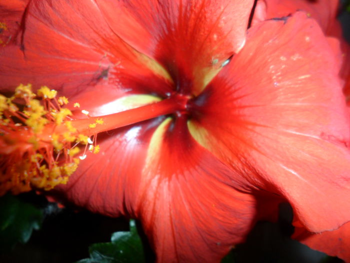SAM_5345 - hibiscusi 2015-2