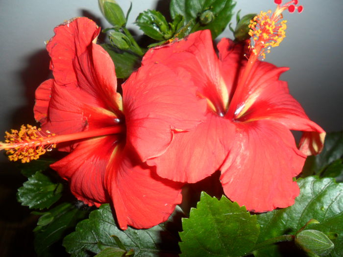 SAM_5346 - hibiscusi 2015-2
