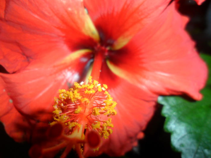 SAM_5348 - hibiscusi 2015-2