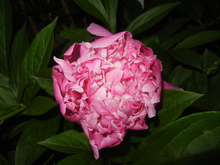 Peony. Bujor (2015, May 15) - BUJORI_Peony Paeonia